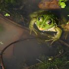 Sei kein Frosch