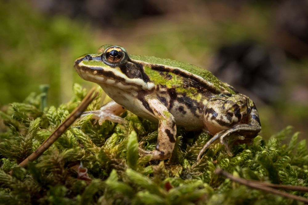 Sei kein Frosch