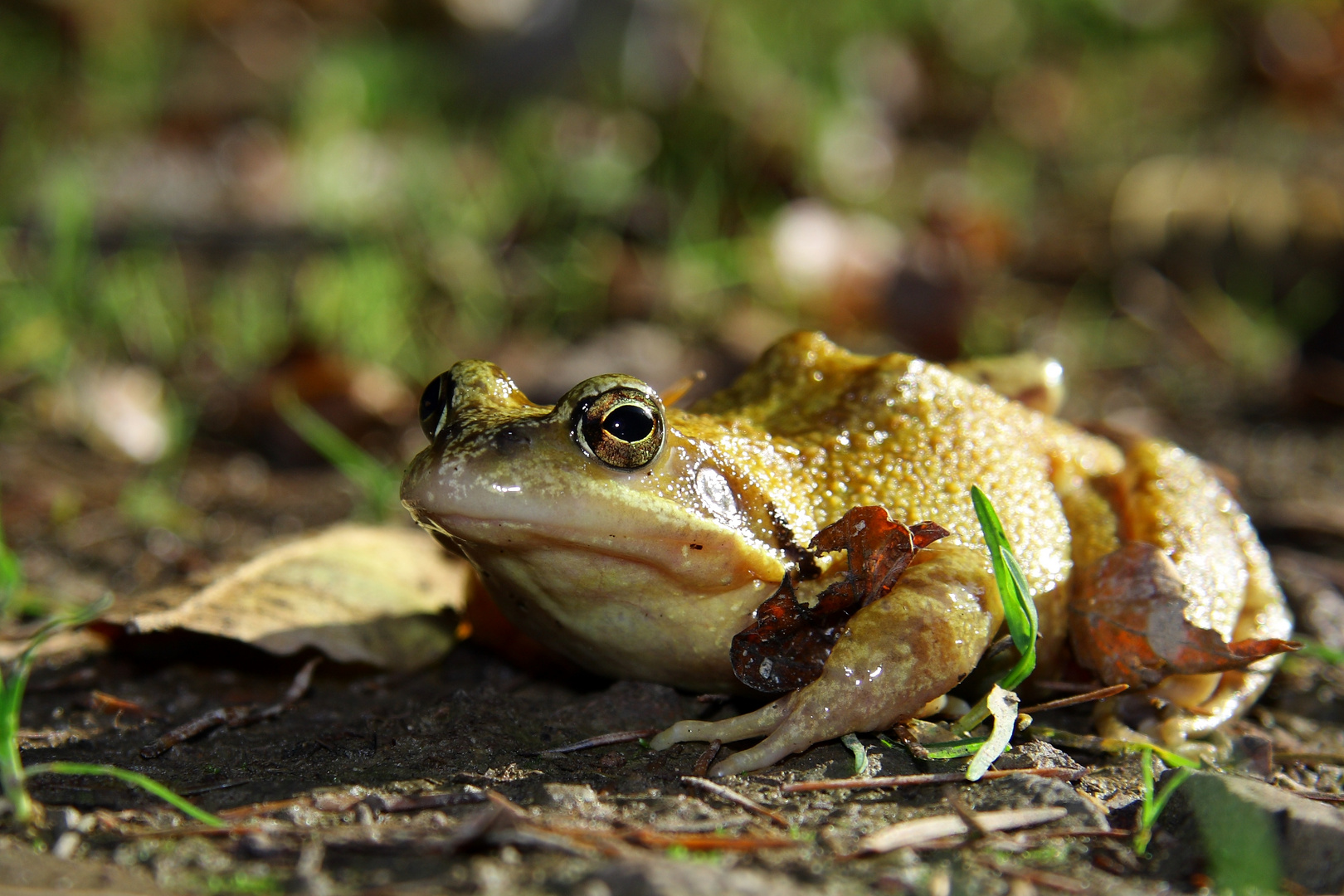 Sei kein Frosch