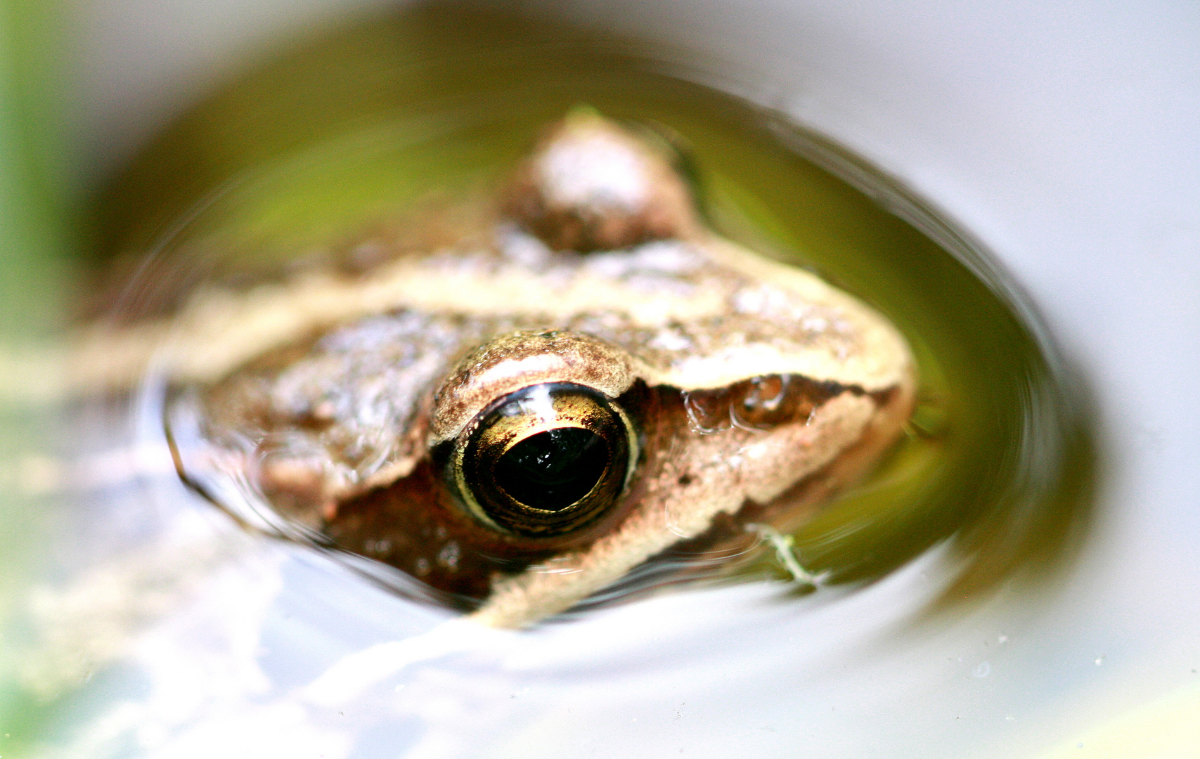 Sei kein Frosch...