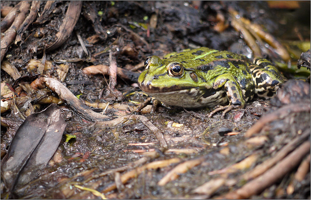 Sei kein Frosch!