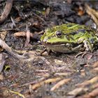 Sei kein Frosch!