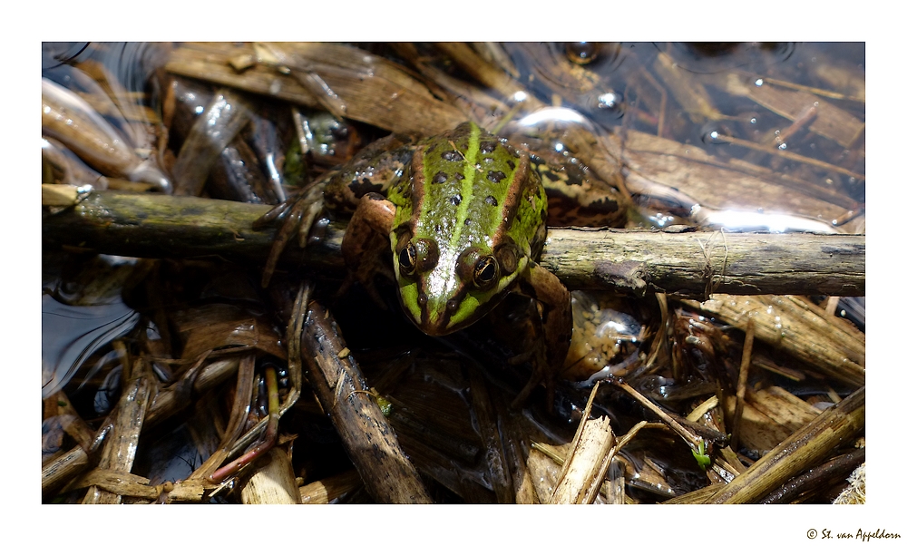 Sei kein Frosch...