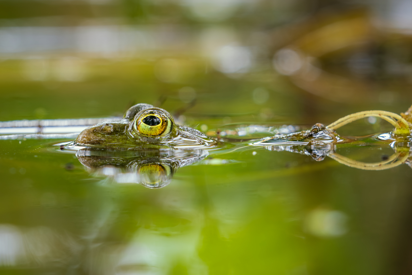 Sei kein Frosch