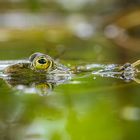 Sei kein Frosch