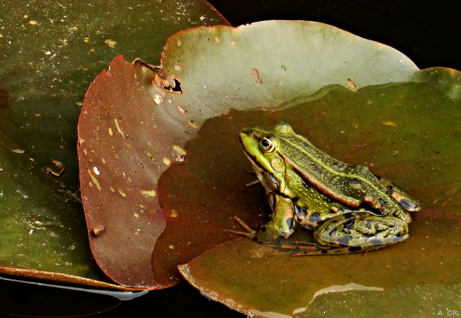 Sei kein Frosch....