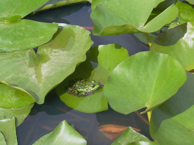 sei (k)ein Frosch