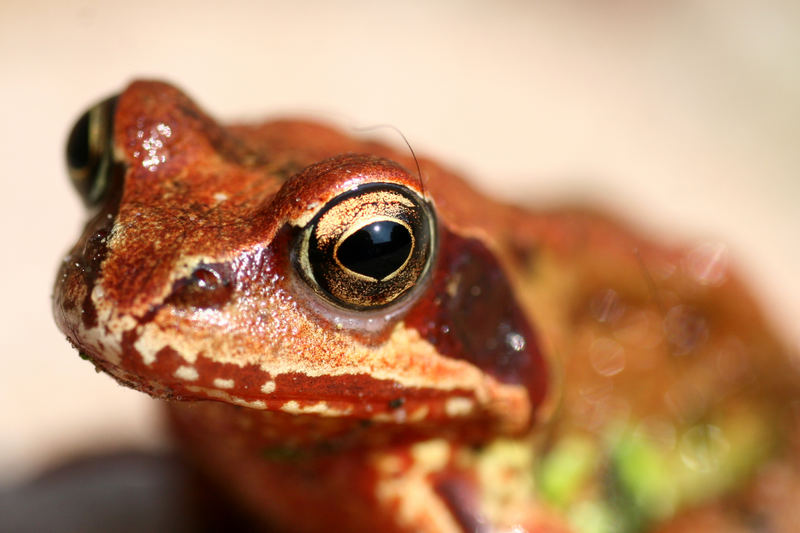 Sei kein Frosch...