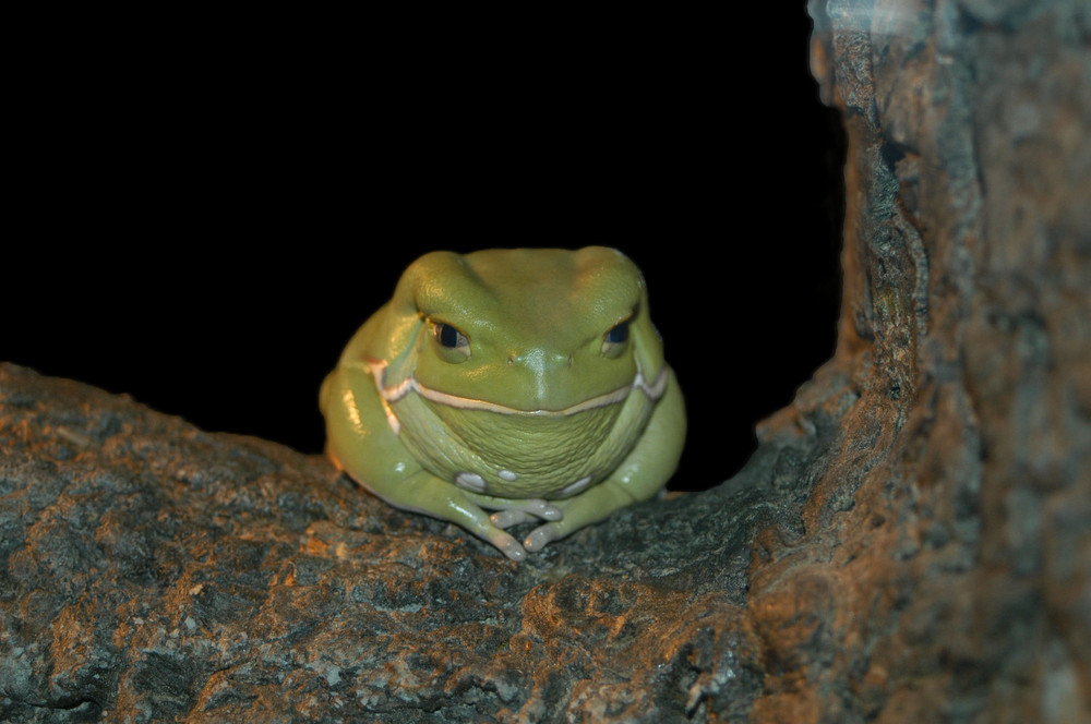 Sei kein Frosch (... aber er ist einer)