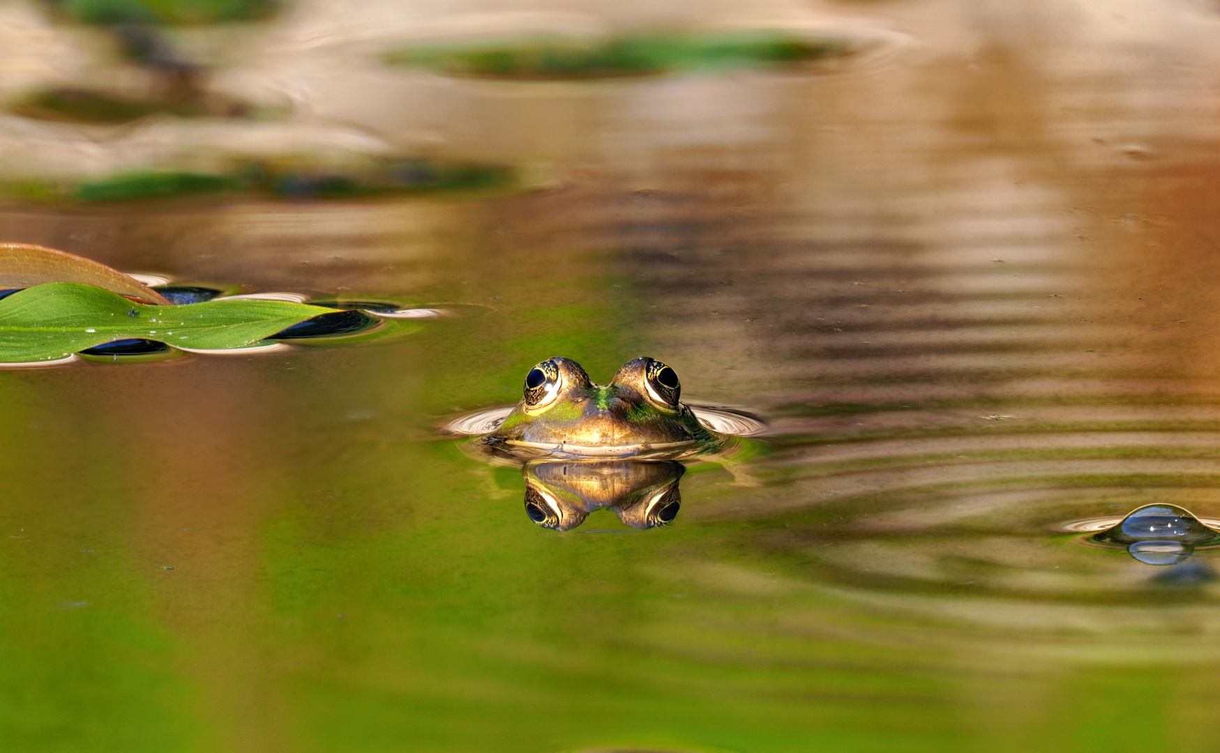 Sei (k)ein Frosch