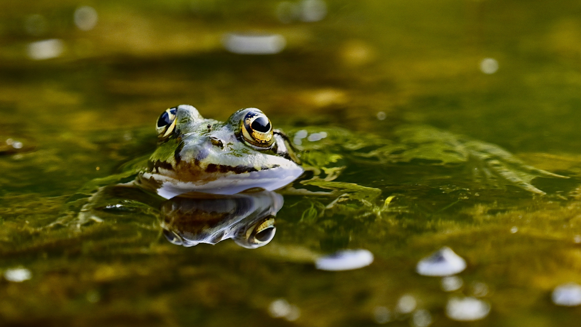 Sei kein Frosch