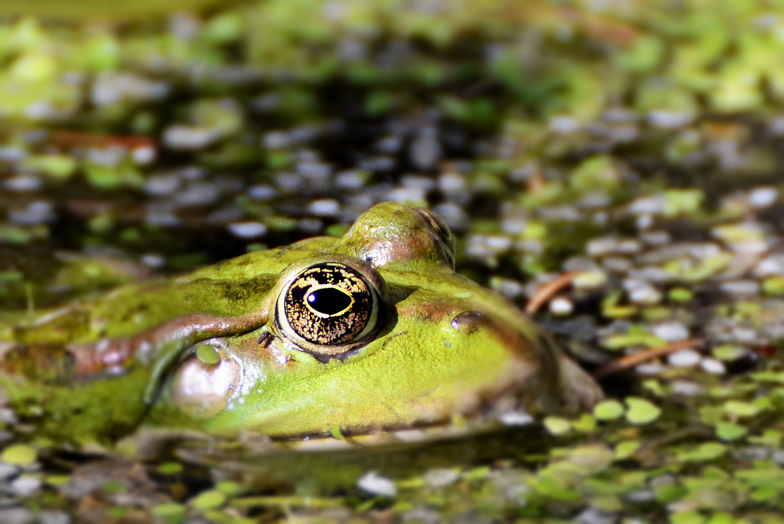 sei kein Frosch