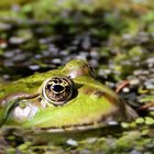 sei kein Frosch