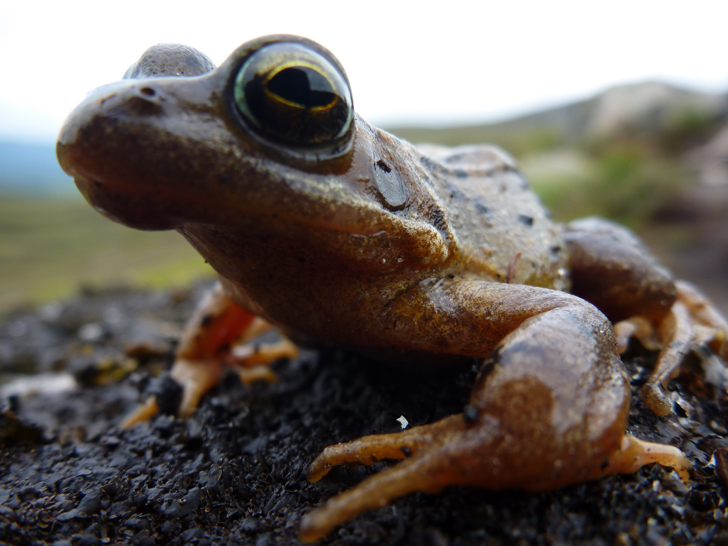 Sei kein Frosch