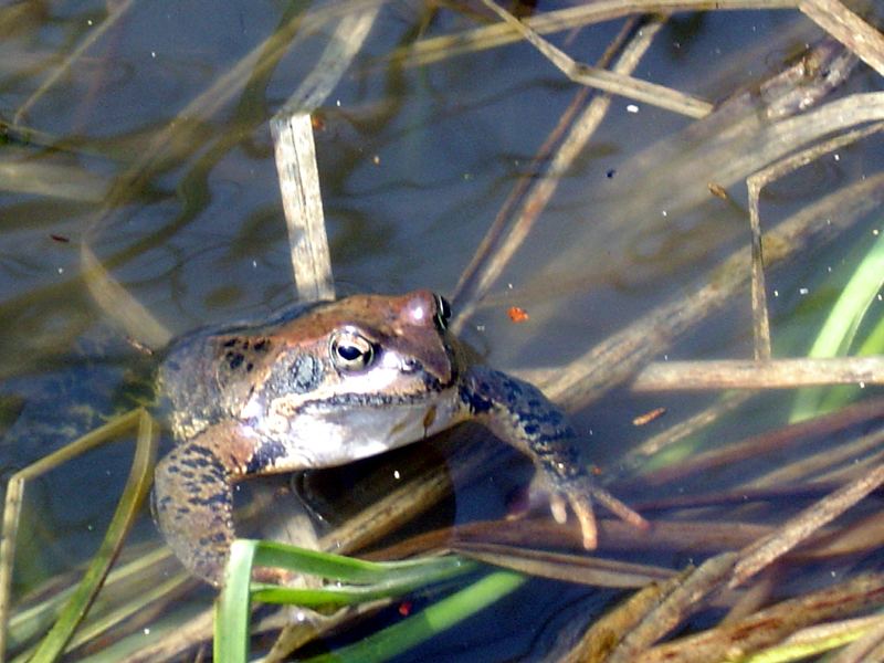 Sei kein Frosch