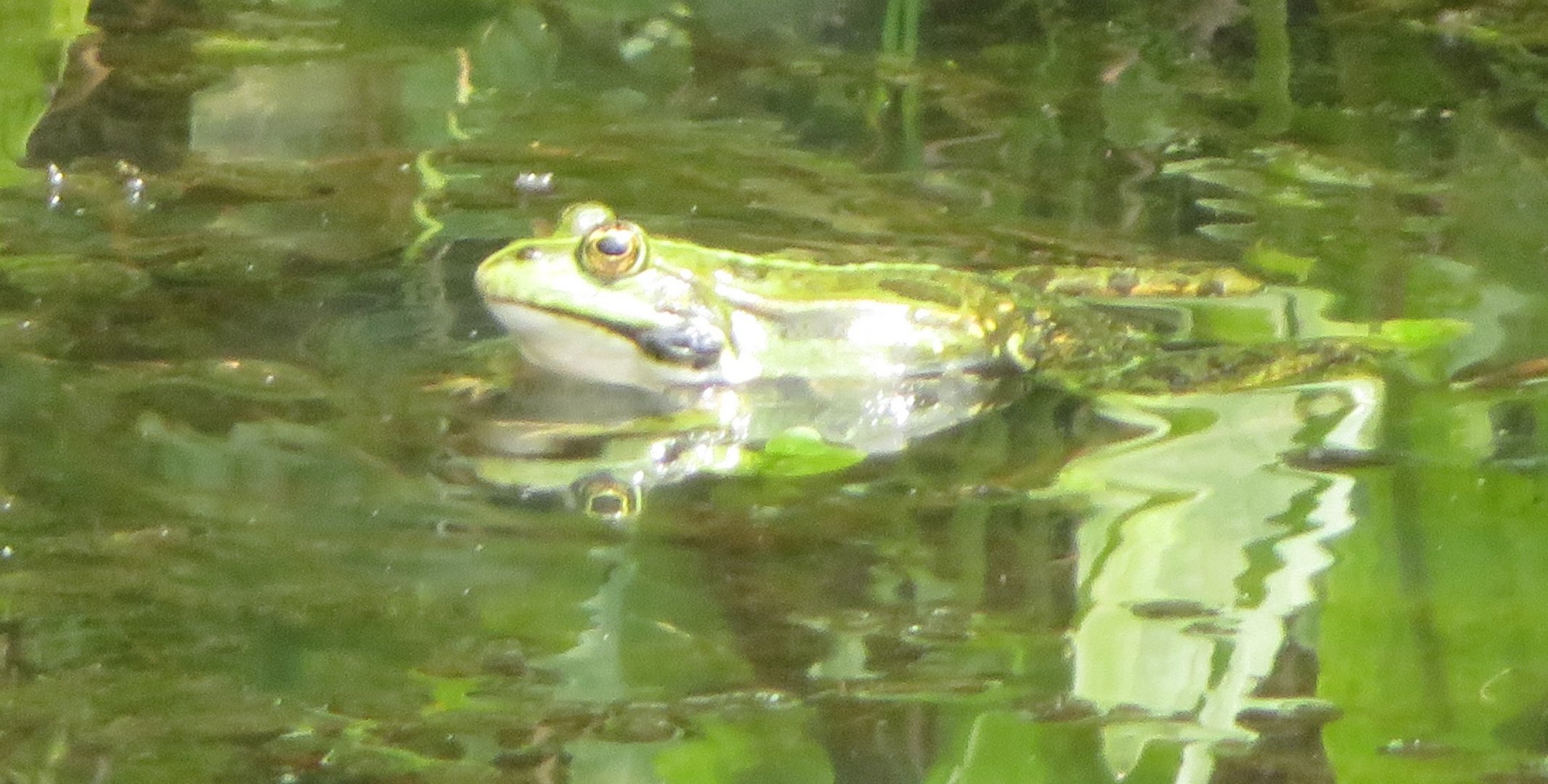 Sei (k)ein Frosch..... der hat es im kühlen Wasser gerade gut...