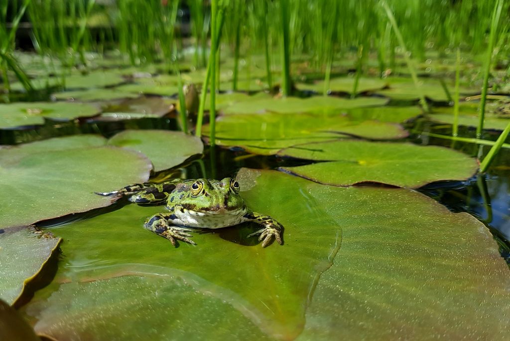 Sei kein Frosch