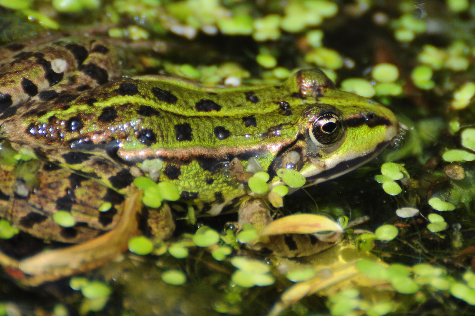 Sei kein Frosch !