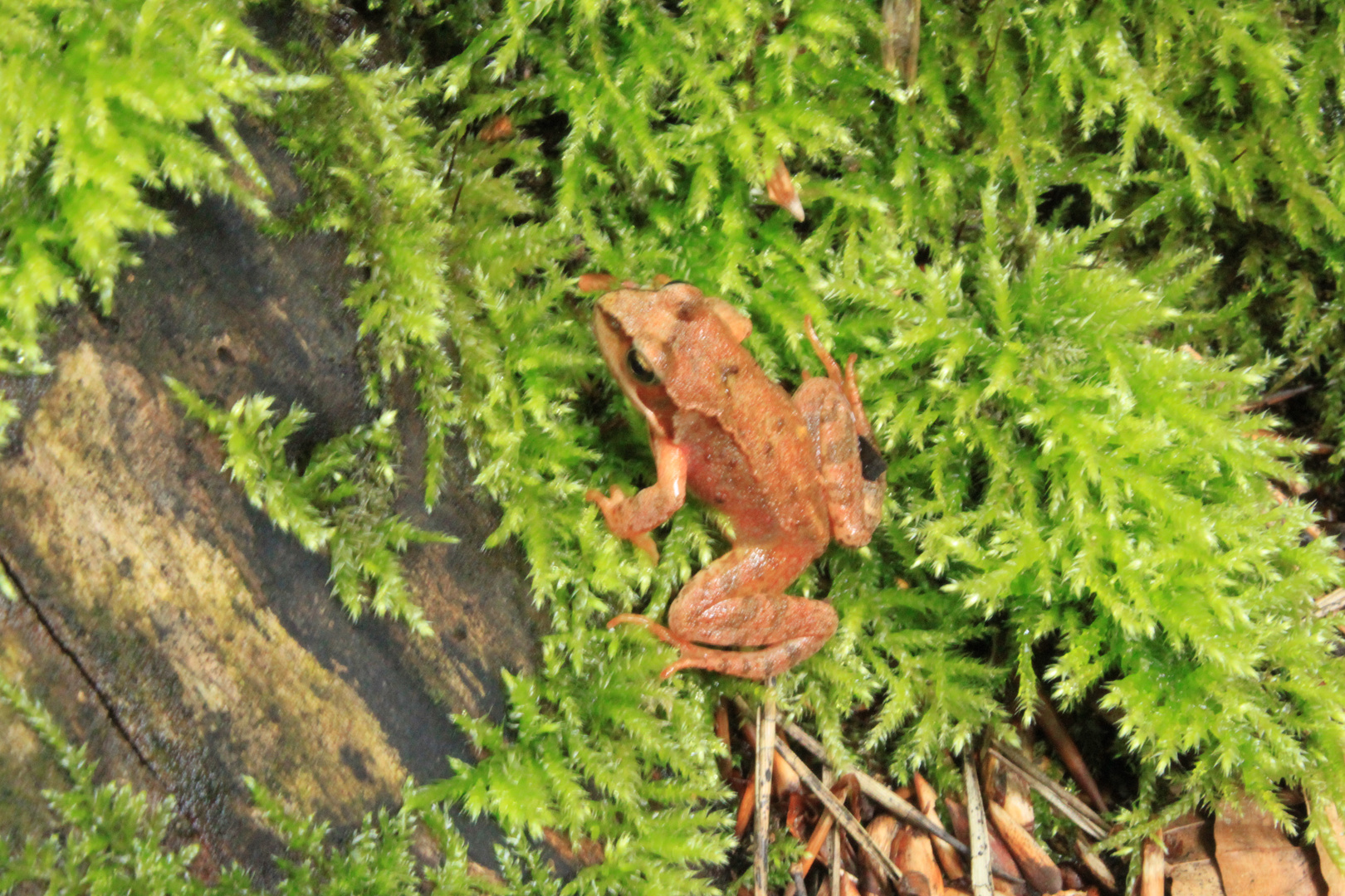 Sei kein Frosch !