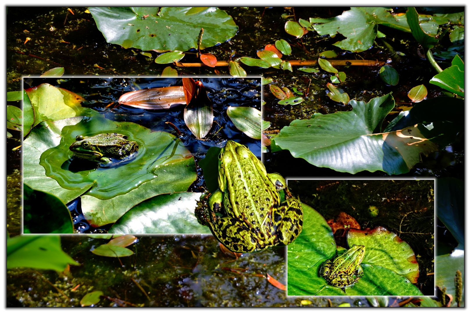 Sei kein Frosch ...