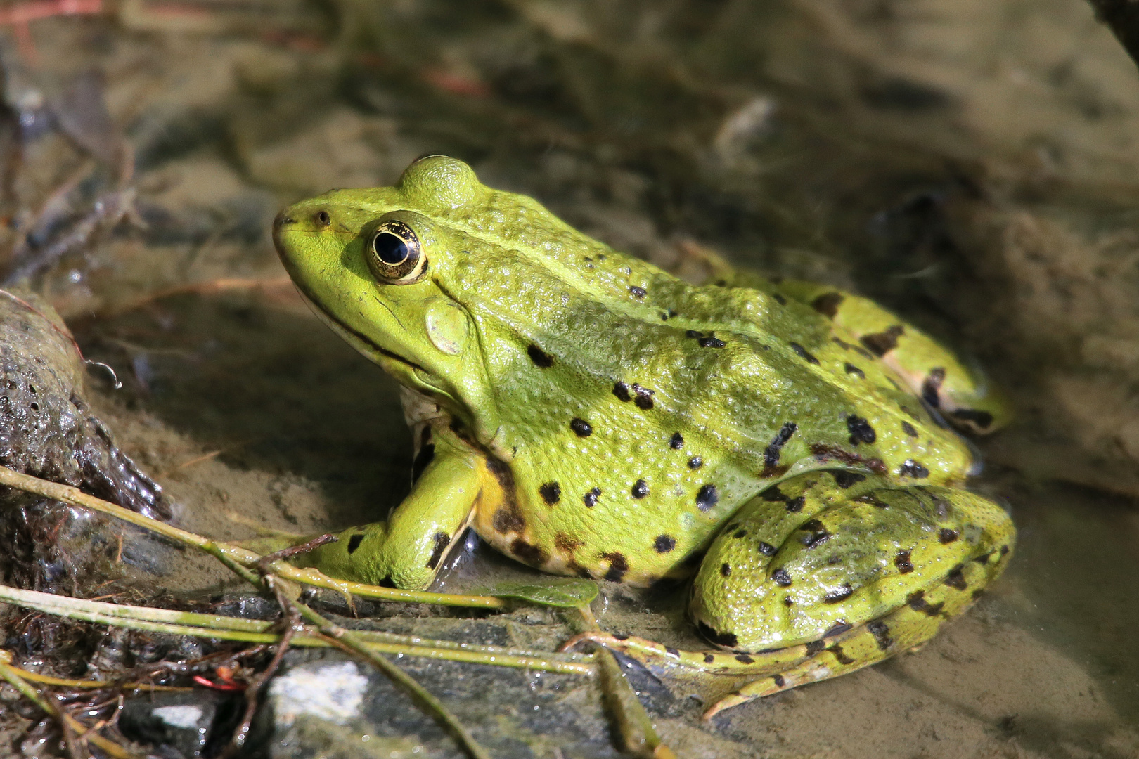 Sei kein Frosch !