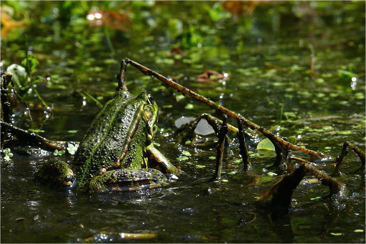 Sei (k)ein Frosch