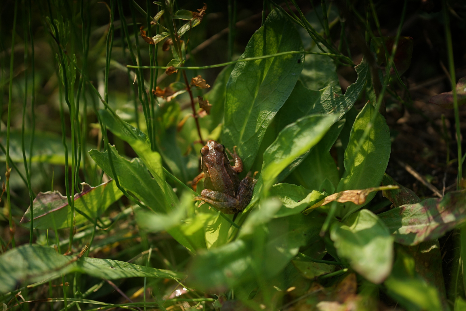 Sei kein Frosch halte Still