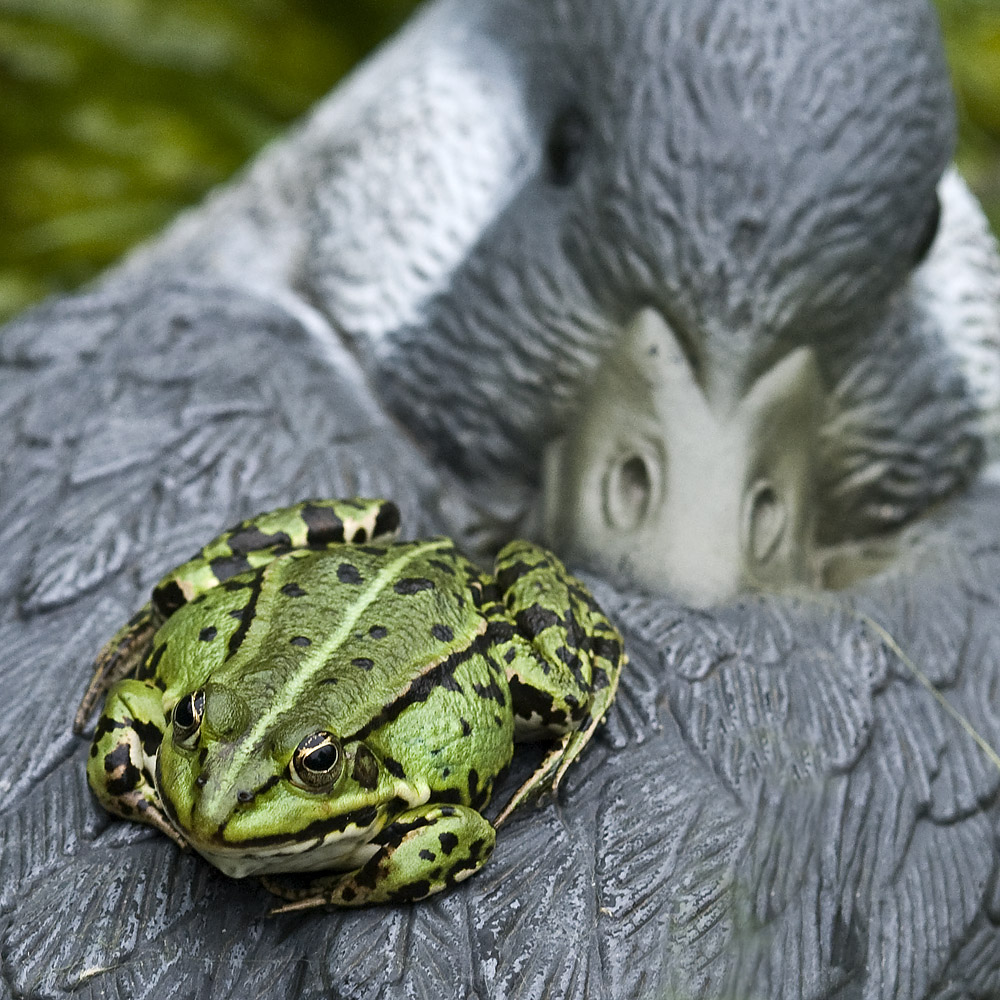 sei kein frosch, ich mag dich