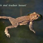 "sei kein Frosch ...." (KEIN BILD VON MIR)