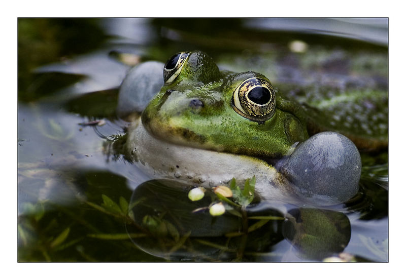 sei kein Frosch- küss mich.....