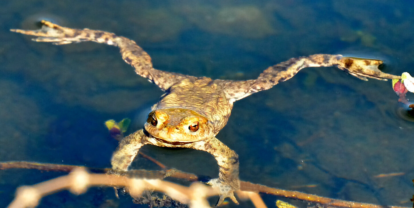 Sei kein Frosch, küsse mich endlich.....