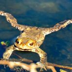 Sei kein Frosch, küsse mich endlich.....