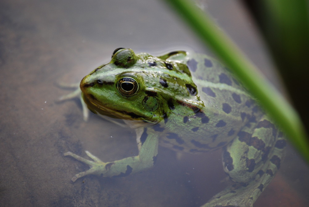 sei kein Frosch :o)