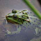 sei kein Frosch :o)