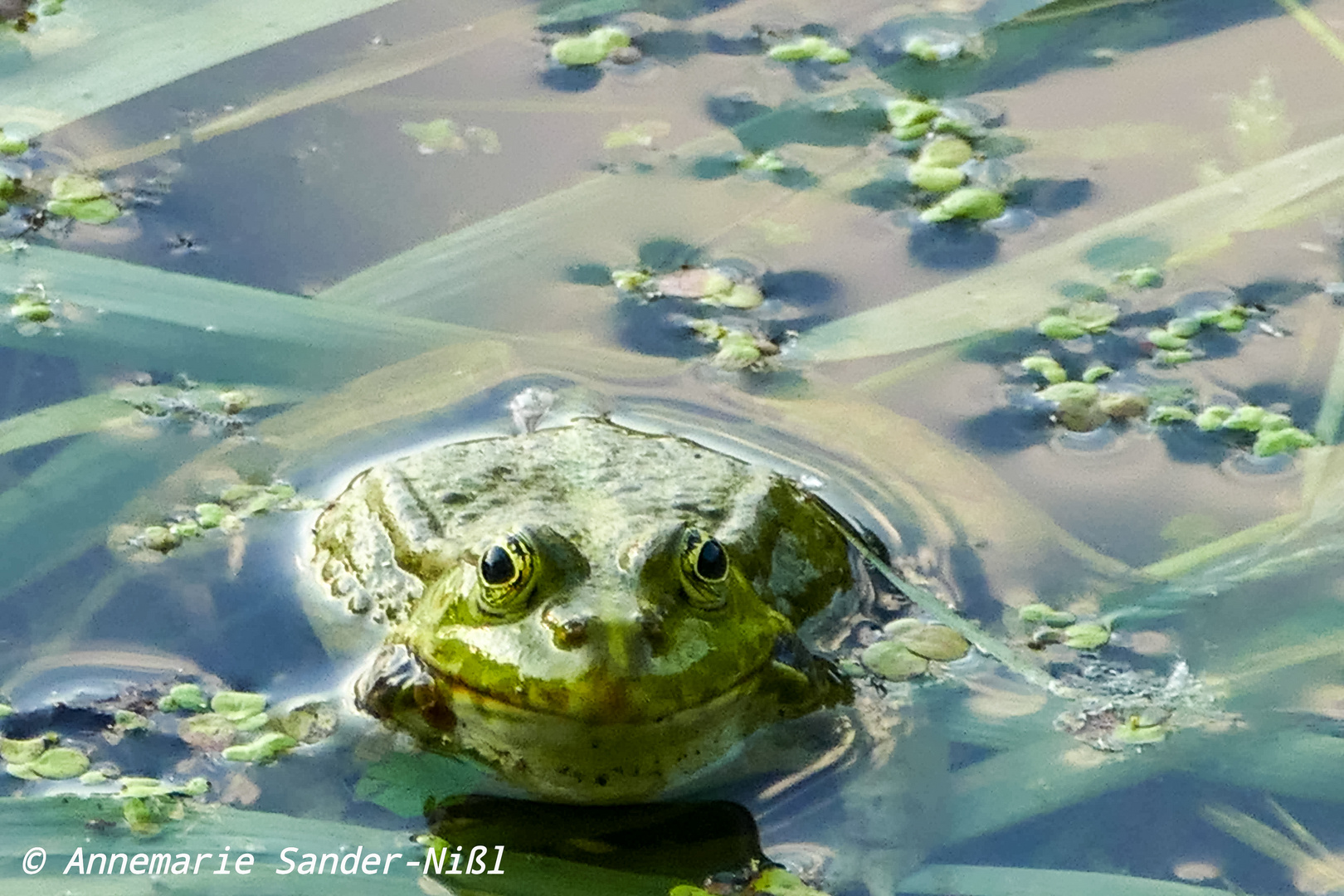 Sei kein Frosch, oder doch?