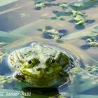 Sei kein Frosch, oder doch?