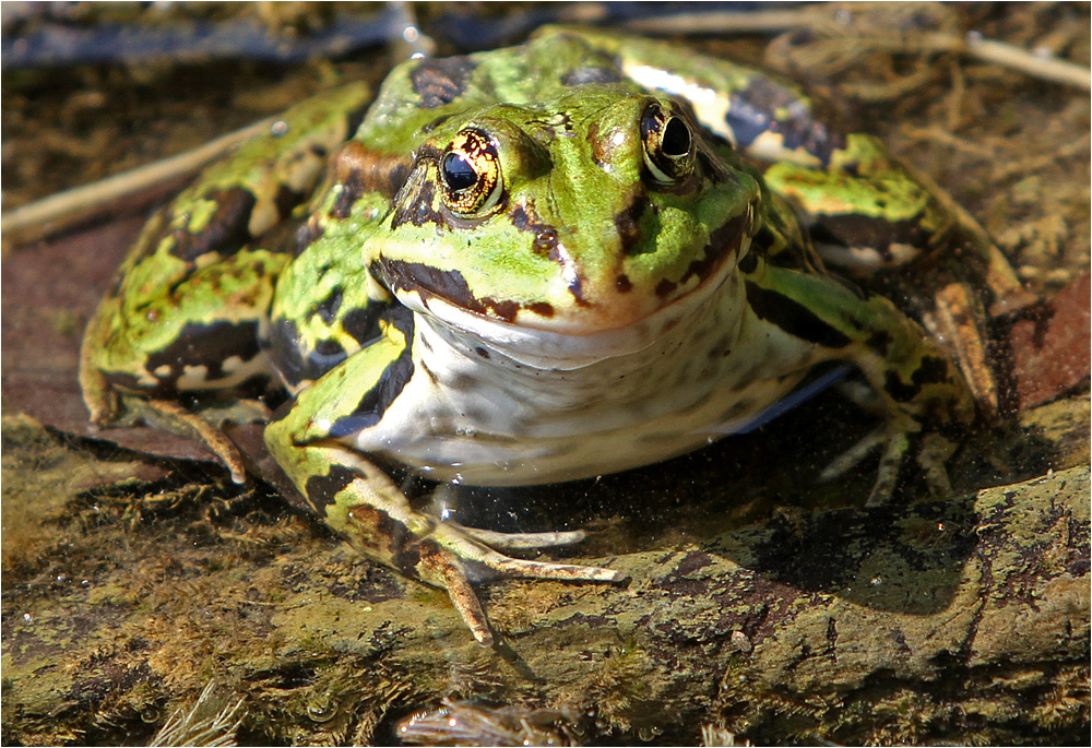 Sei kein Frosch und küss mich ...