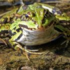 Sei kein Frosch und küss mich ...