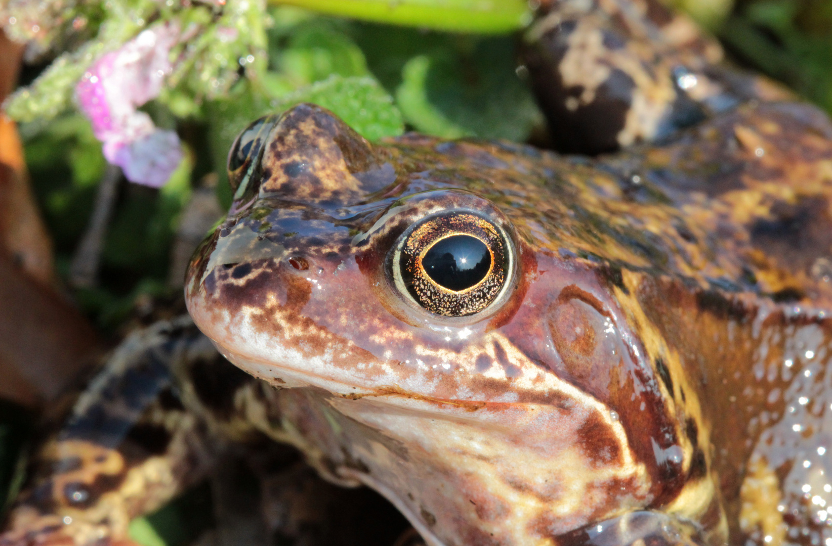 Sei kein Frosch und schau mir in die Augen!