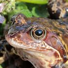 Sei kein Frosch und schau mir in die Augen!