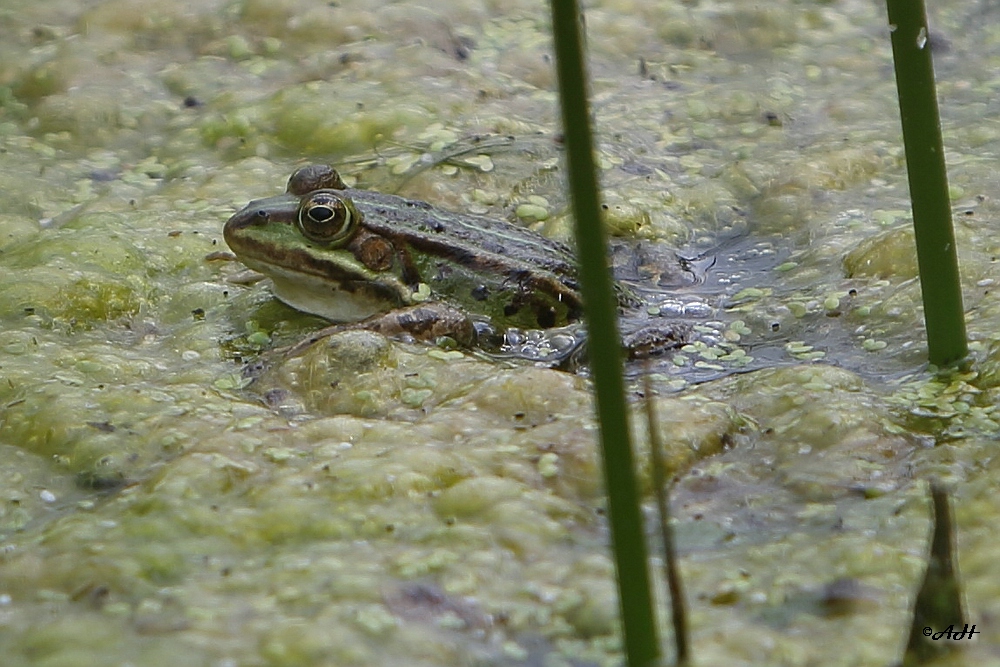 Sei kein Frosch und zeig dich