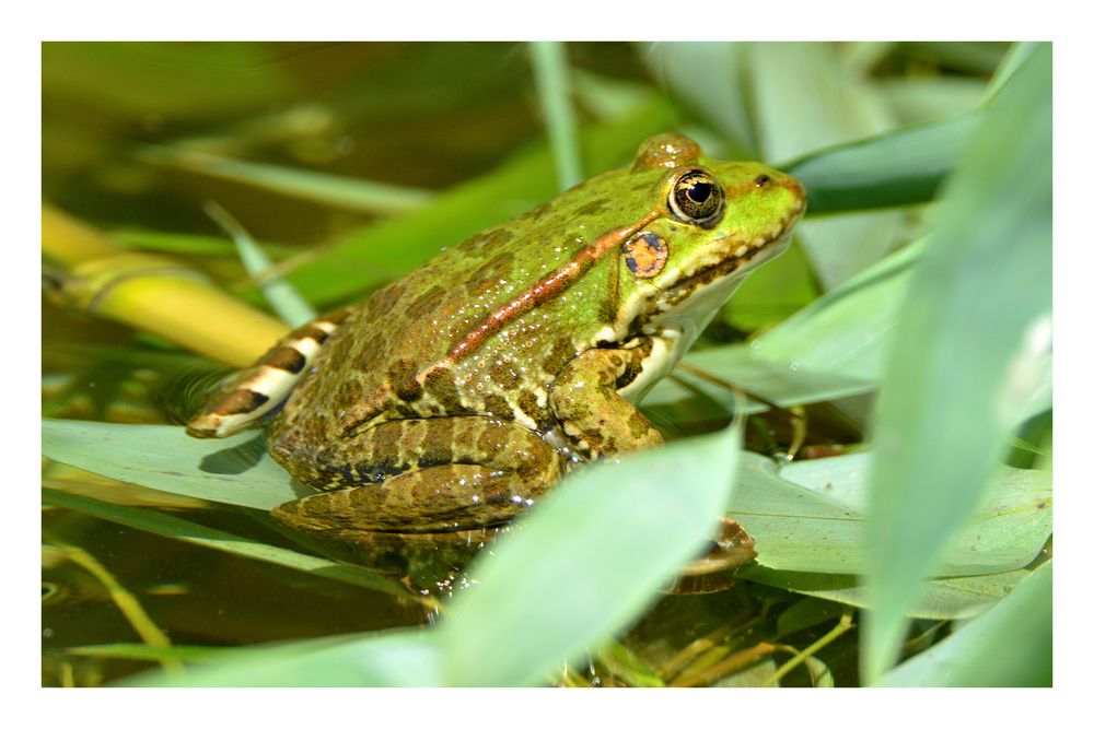 Sei kein Frosch... wieso eigentlich nicht !!!