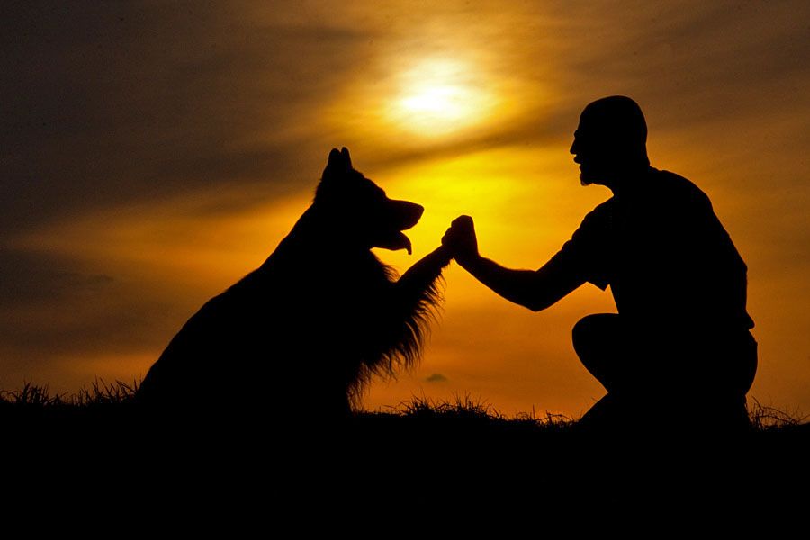 Sei meines Hundes Freund. Foto & Bild tiere, haustiere, hunde Bilder