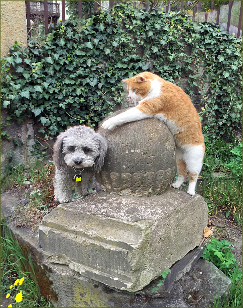 Sei mir bitte nicht mehr böse ! Foto &amp; Bild hunde, natur, tiere