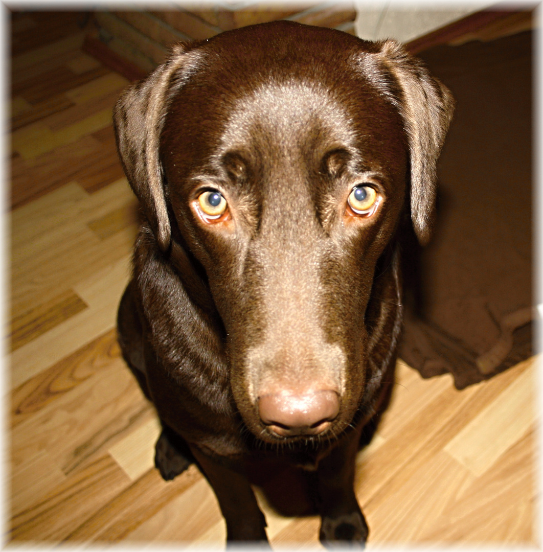 sei mir nicht böse Foto &amp; Bild tiere, haustiere, hunde Bilder auf