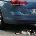 Sei nell'anima con il gatto