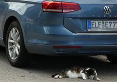 Sei nell'anima con il gatto