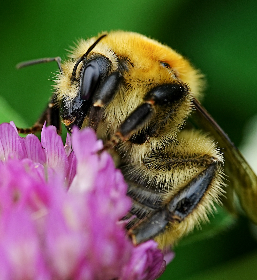 Sei nicht grummelig, Hummel 