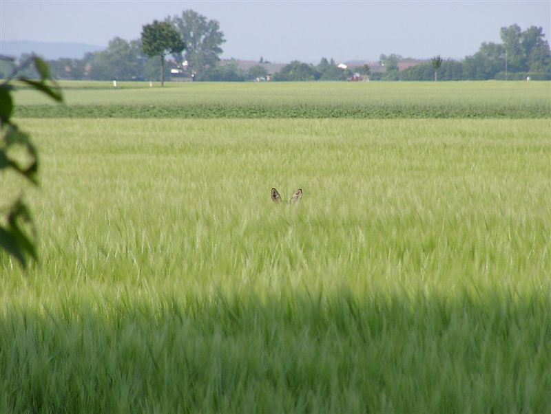 sei stets vorsichtig..... ;-)