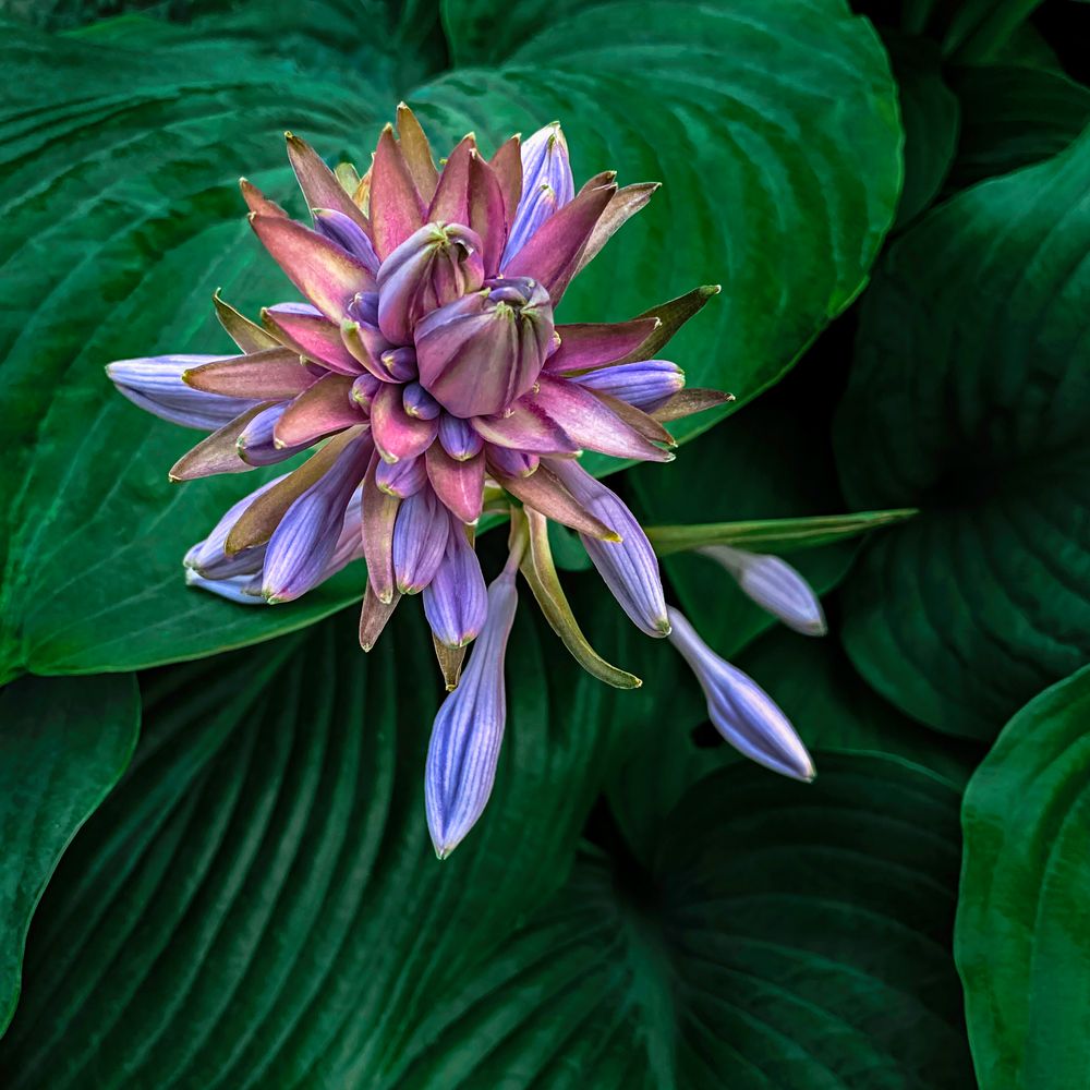 Seibold's Plantain Lily
